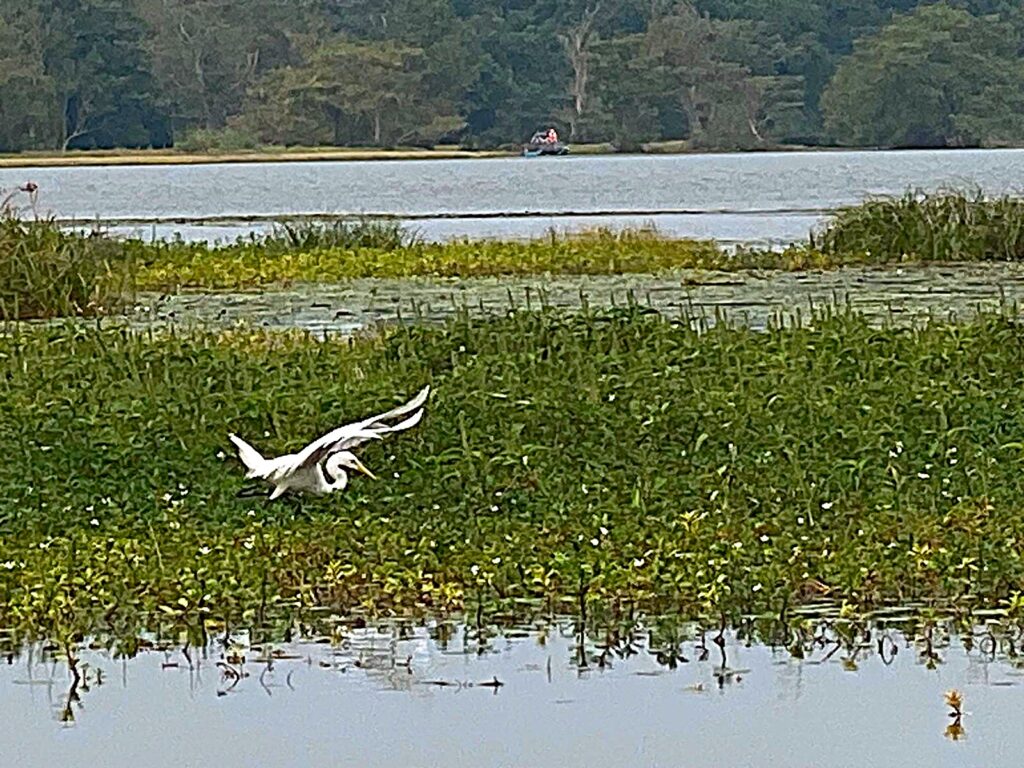 Am Thalkote-Wewa-Sigiriya-See leben diverse Vogelarten