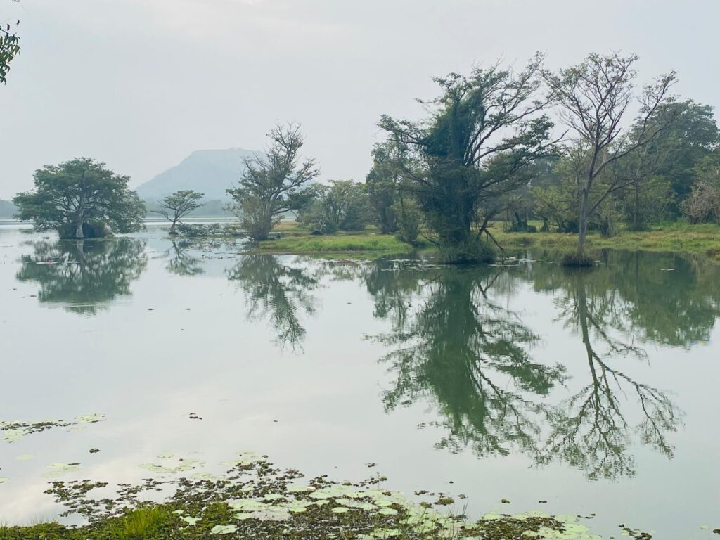 Am Thalkote-Wewa-Sigiriya-See spiegeln sich die Pflanzen im Wasser